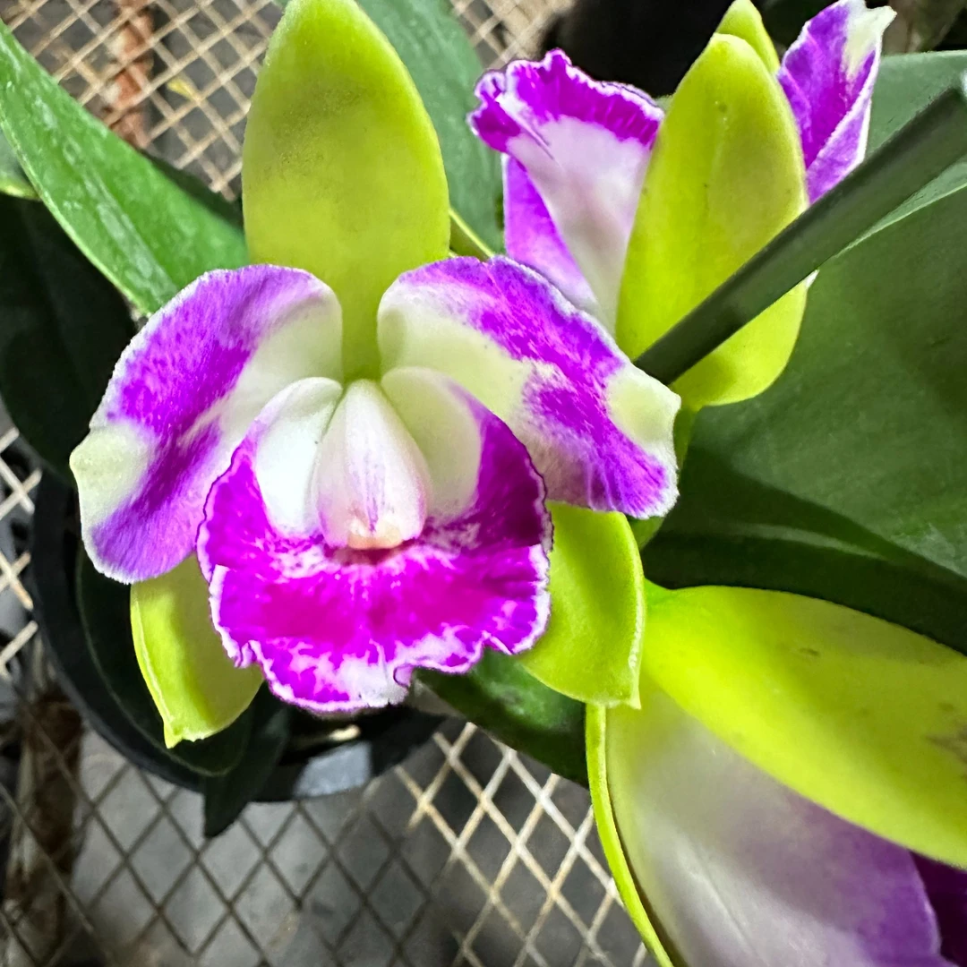 卡特兰 绿精灵 花期长 花漂亮  好养型