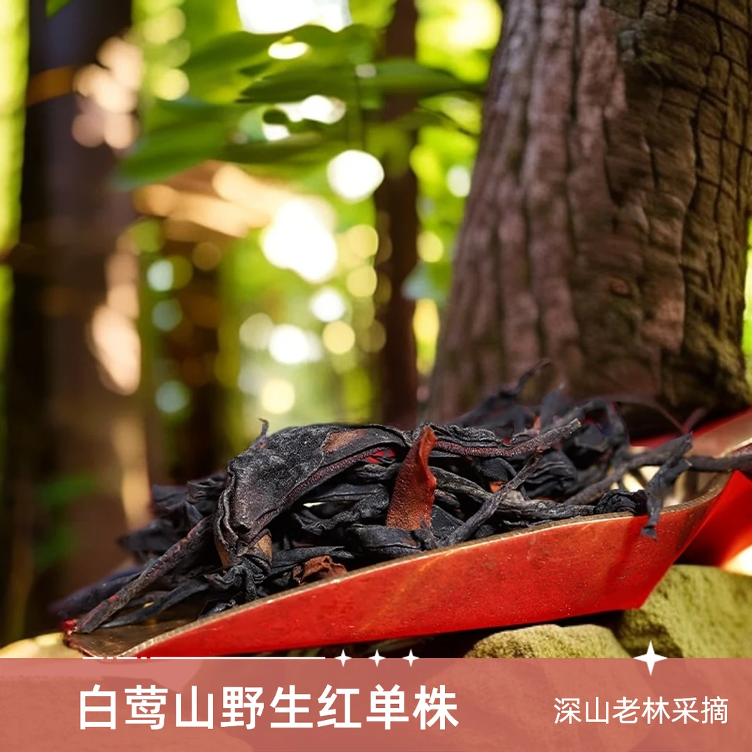 野生红茶单株 2023年 白莺山单株 云南高档古树红茶 特级散茶