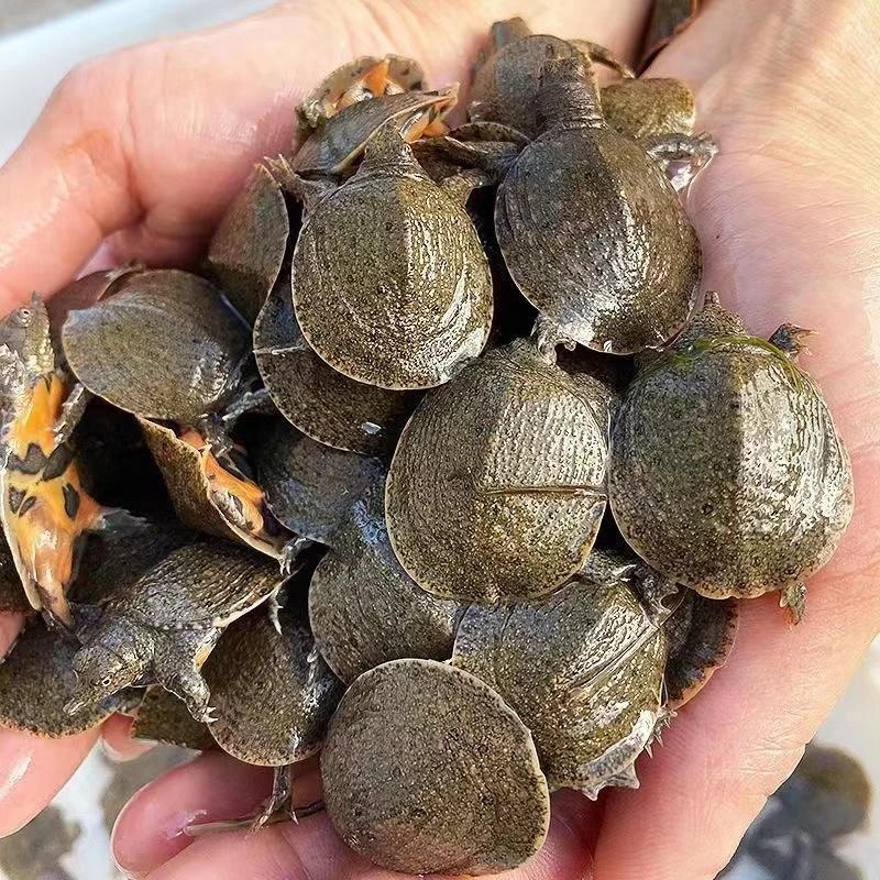 1-5两大规格甲鱼苗外塘冷水生态甲鱼水鱼团鱼苗