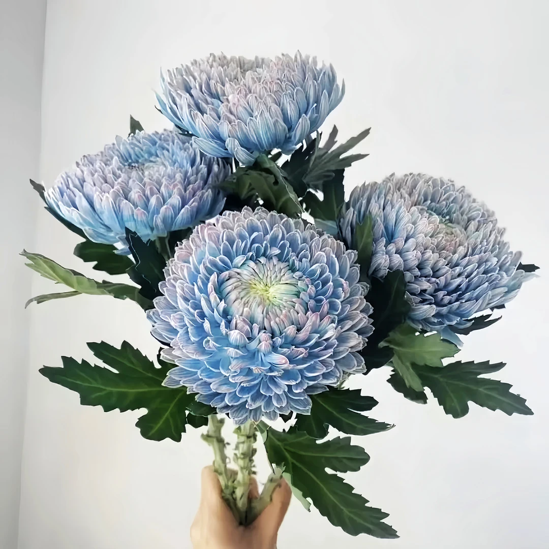 【富贵牡丹菊】丰岛高品质牡丹菊 全场任意满三单顺丰冷链包邮