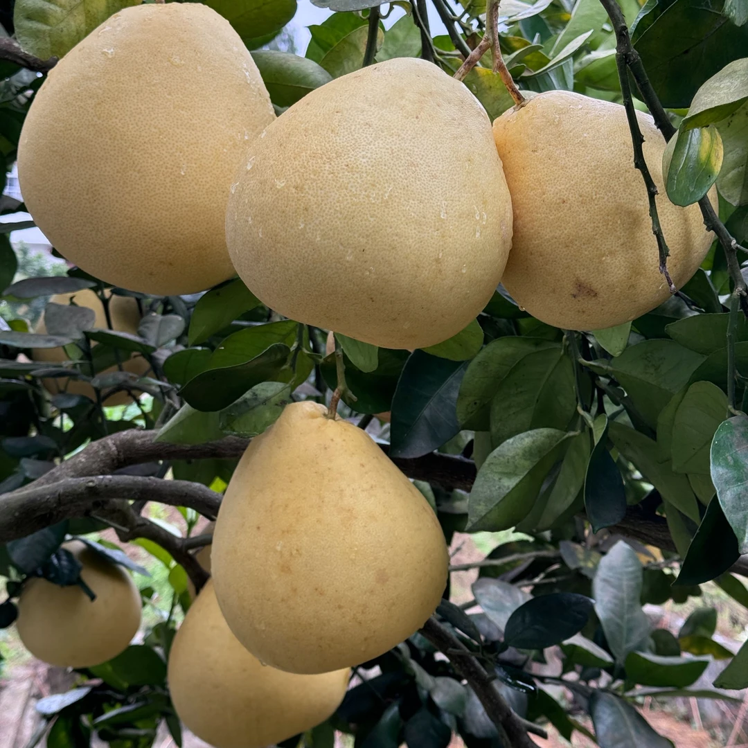 贡水白柚 家乡的味道 宣妈的柚子(坏果联系客服)