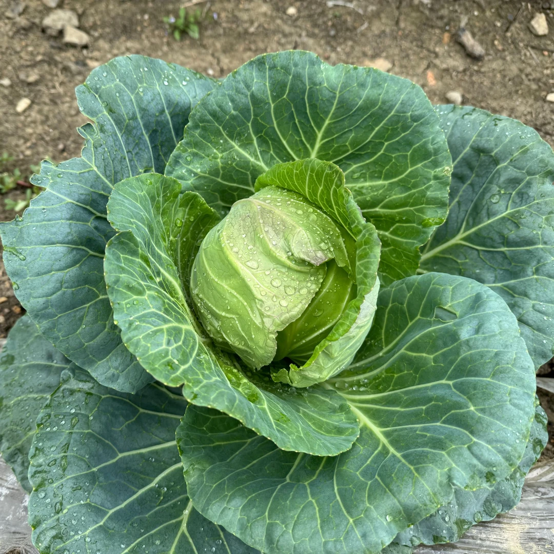 贵州本地农家露天自种牛心菜 包心菜 卷心菜 农家自种新鲜蔬菜