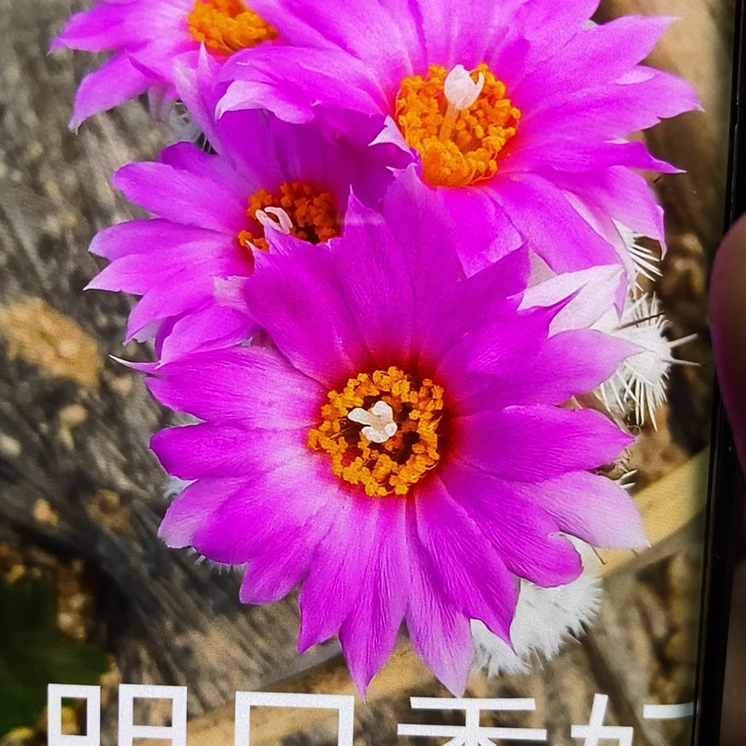 明日香妃 /侧芽歪20包邮/