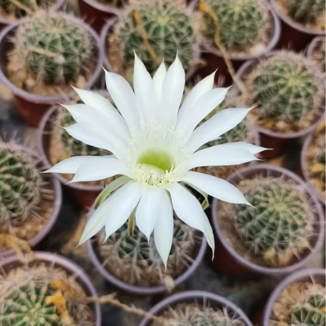 彩草 柳叶白 无根 侧芽 （20包邮）