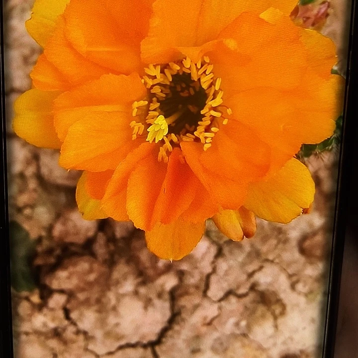 黄金白檀 /侧芽歪20包邮/2个