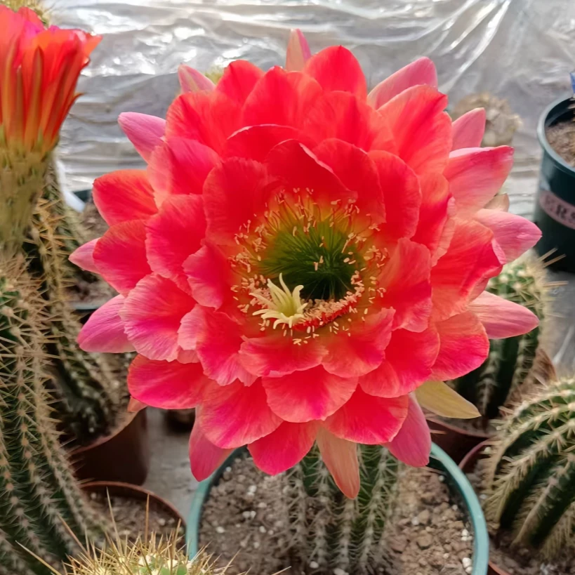毛花柱大篷车超级大花花色漂亮多肉植物好养无根侧芽（满20包邮）