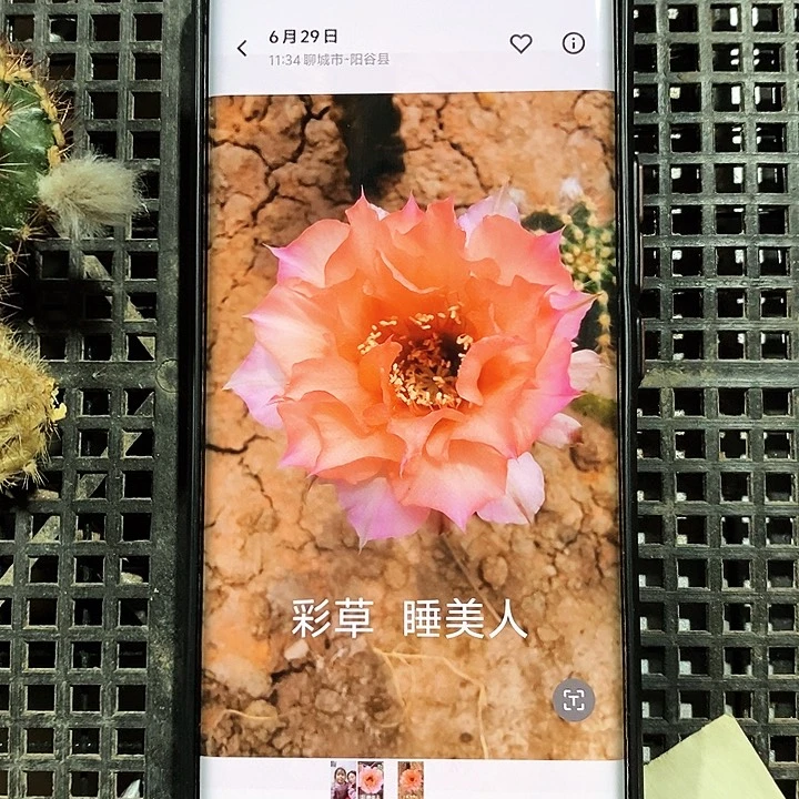 彩睡美人/侧芽歪20包邮/