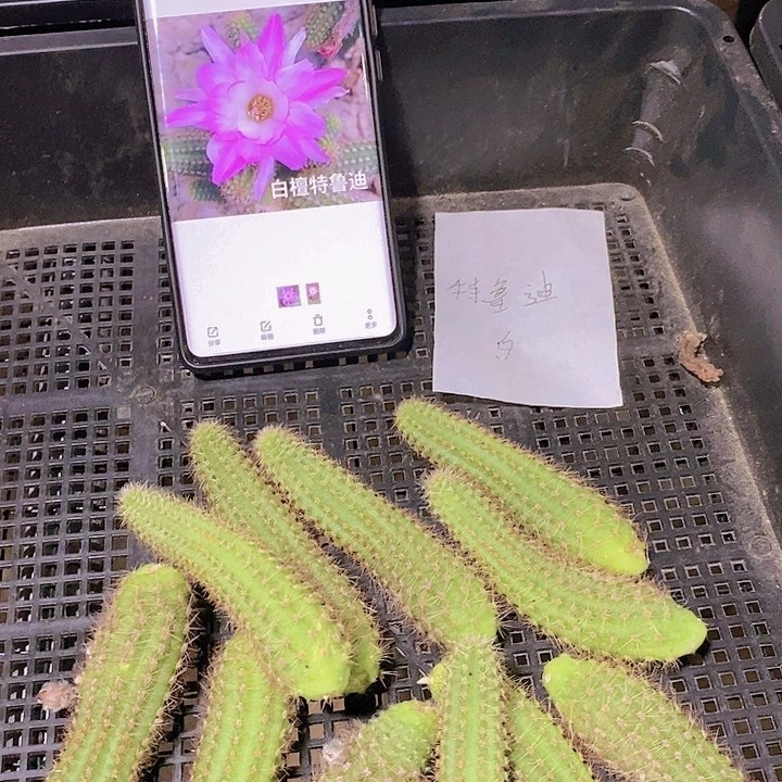 白檀特鲁迪/侧芽歪20包邮/5元2颗