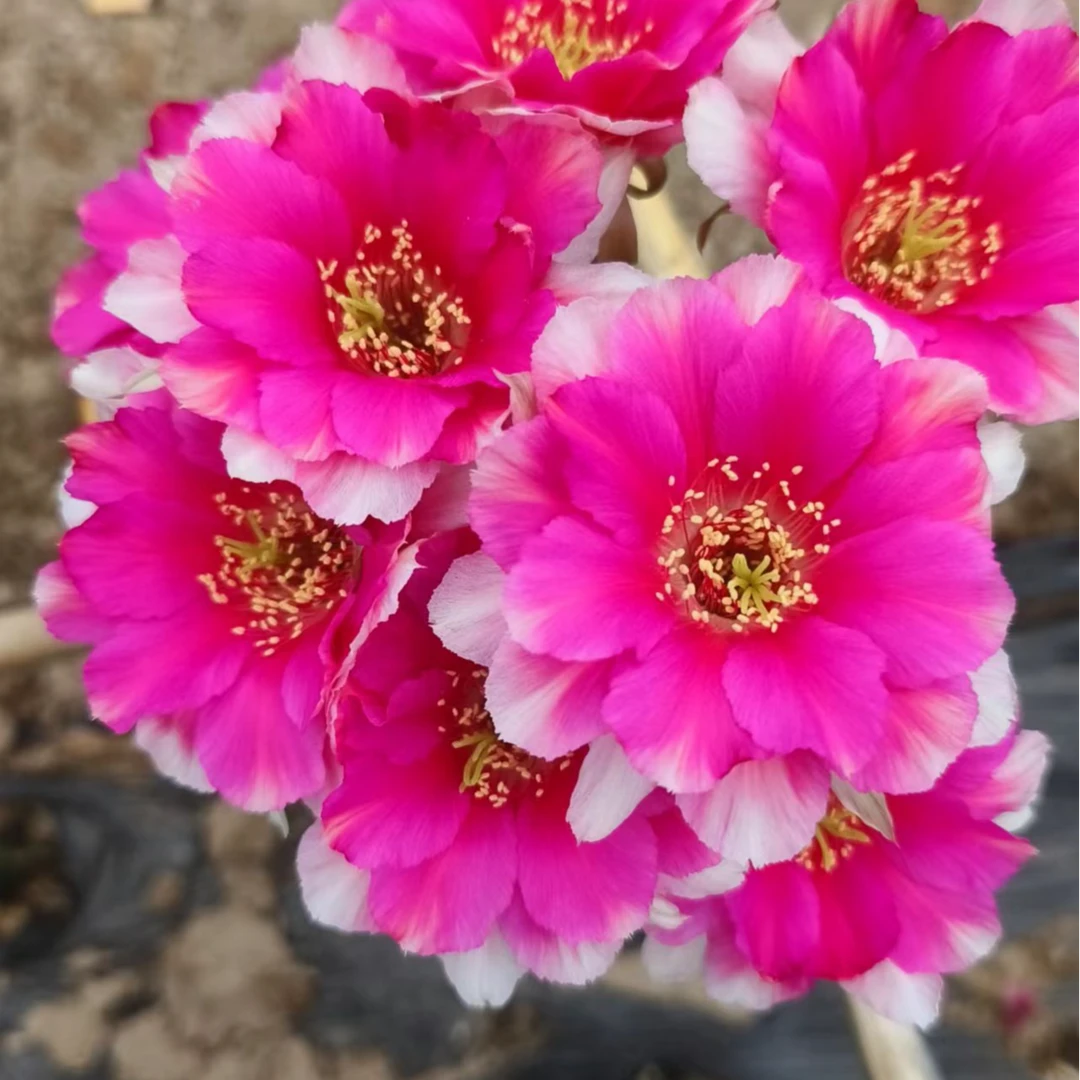 【满20包邮】丽花 56c  群开品种无根侧芽歪