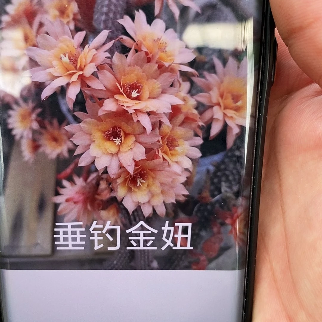 垂钓金妞 枝条 25公分左右 3颗