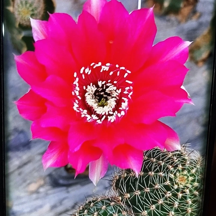 彩草新品1—-6/侧芽歪20包邮/2颗