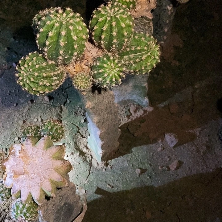 许*灯帕帕 /脱土脱盆20包邮/