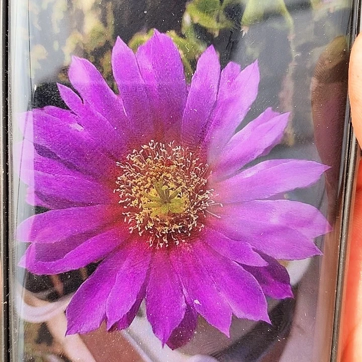 紫翠虾 /侧芽歪20包邮/