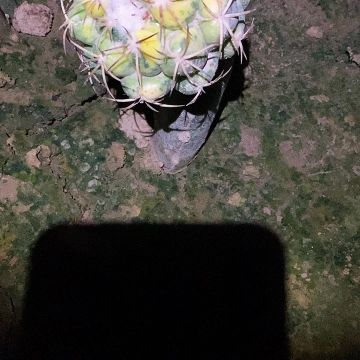 心**遥象牙锦 /脱土脱盆20包邮/