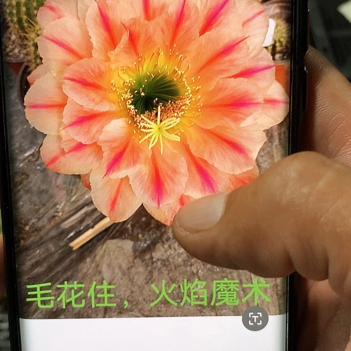 毛 火焰魔术/侧芽歪20包邮/