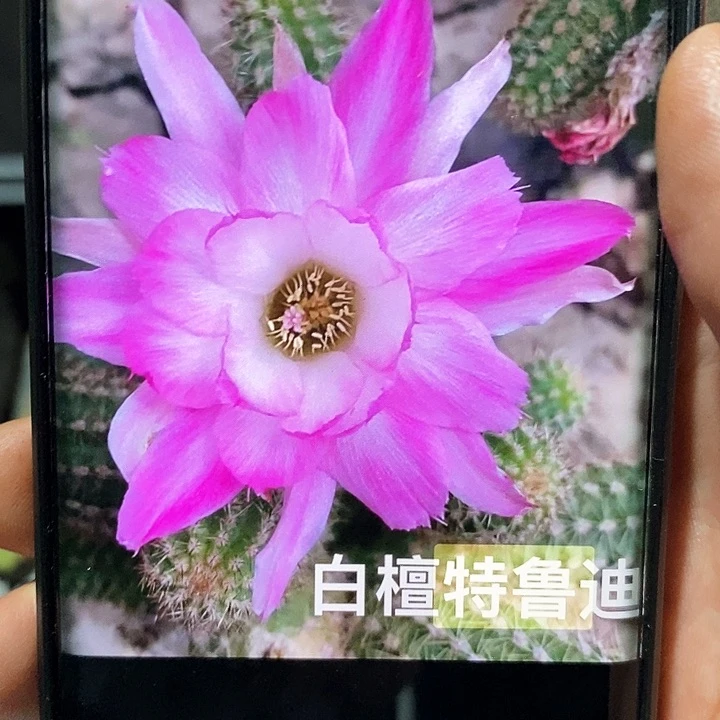 白檀 特鲁迪 /侧芽歪20包邮/