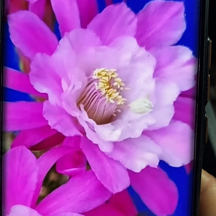 毛 金妞海姆/侧芽歪20包邮/