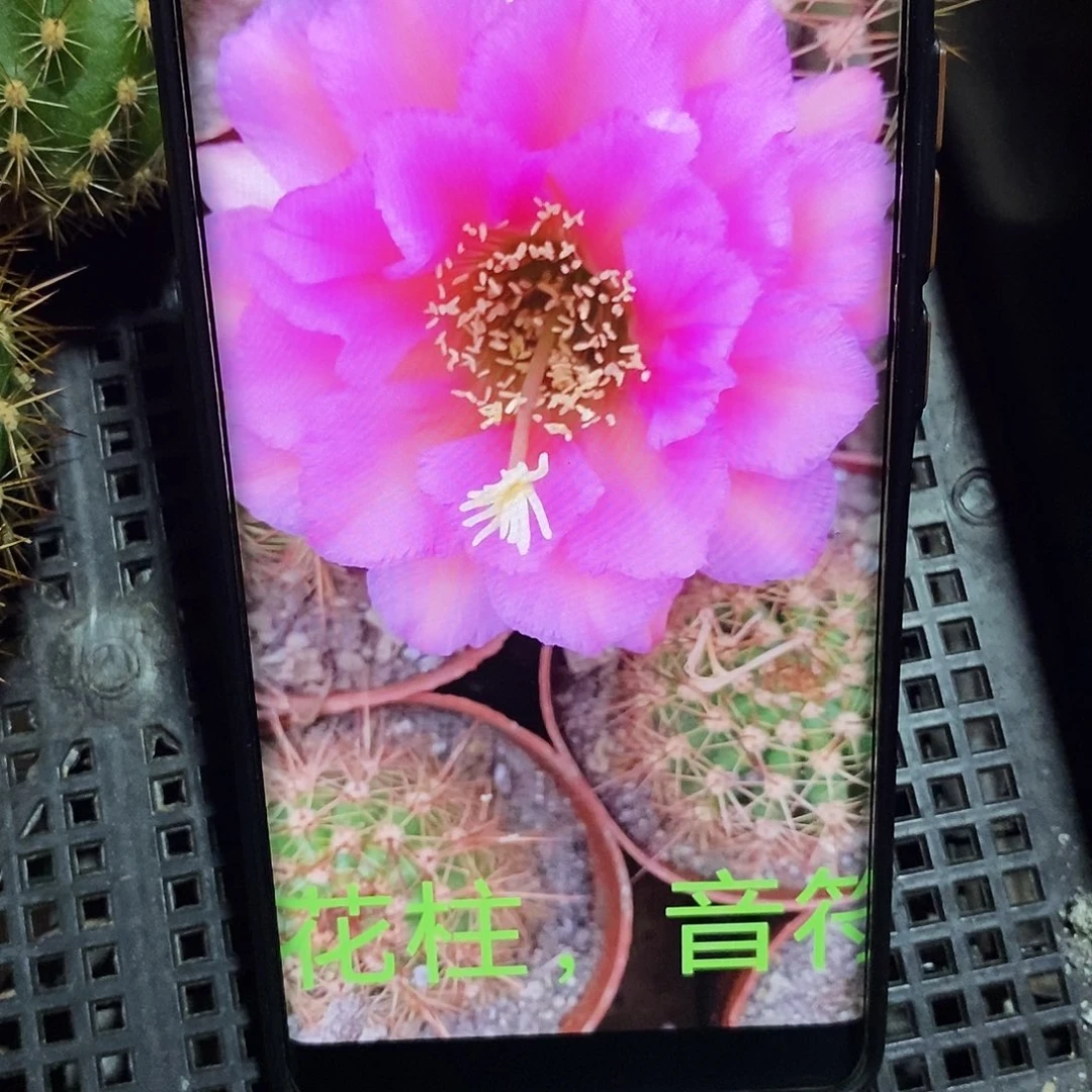 毛 音符 /侧芽歪20包邮/