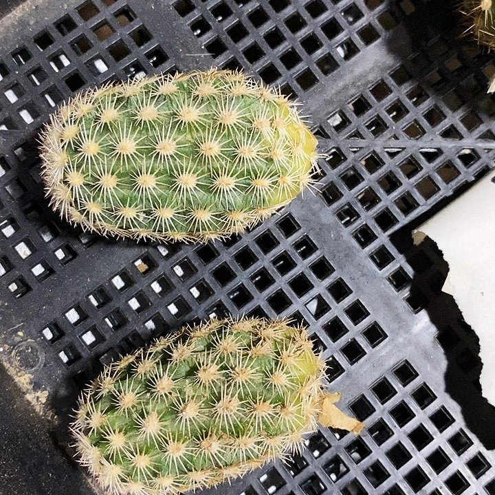 黄冠虾/侧芽歪20包邮/