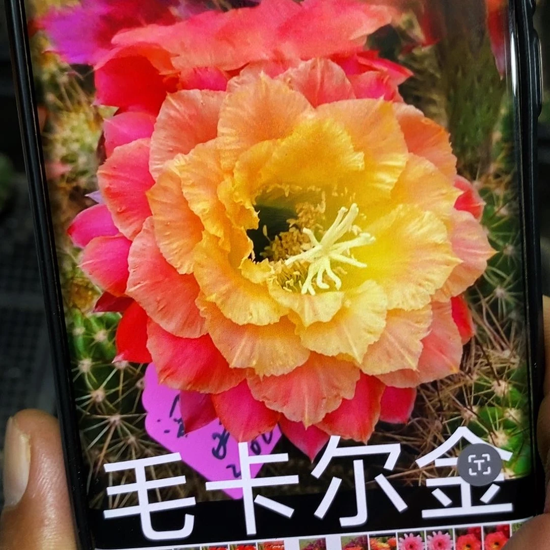 毛 清清卡尔金/侧芽歪20包邮/