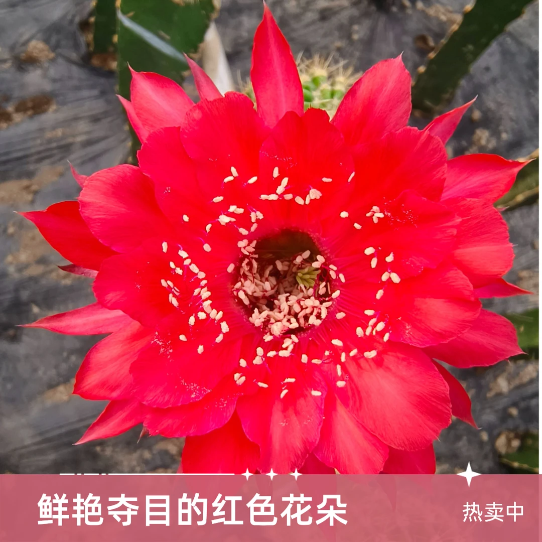 彩草奥古斯特 无根侧芽歪（满 20 包 邮）