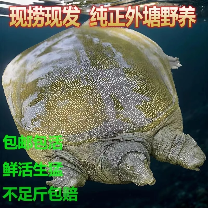【浙江甲鱼基地】老甲鱼顺丰京东包邮鲜活到家，死了包赔，拍一发三a4