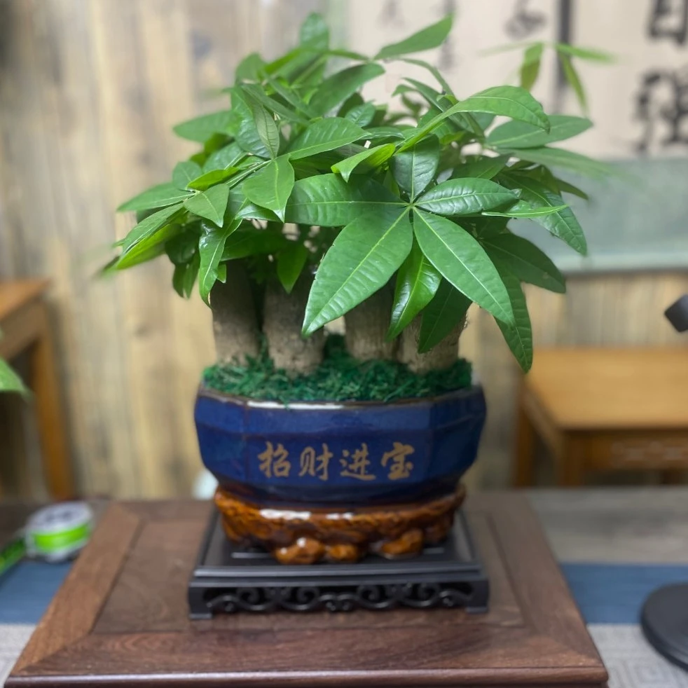 招财进宝陶瓷盆室内绿植盆栽净化空气吸甲醛防