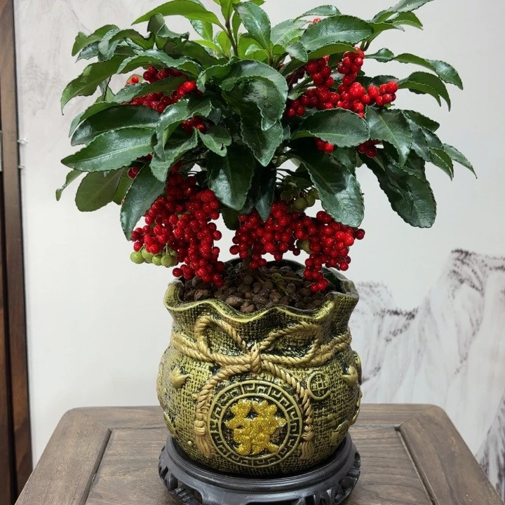 【幸福花企】富贵籽金铜陶罐盆带底座 室内桌面盆景(带绿果发货)
