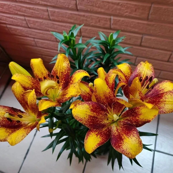 春季百合种球《甜蜜山谷百合》 12/14无香味进口一代百合种球