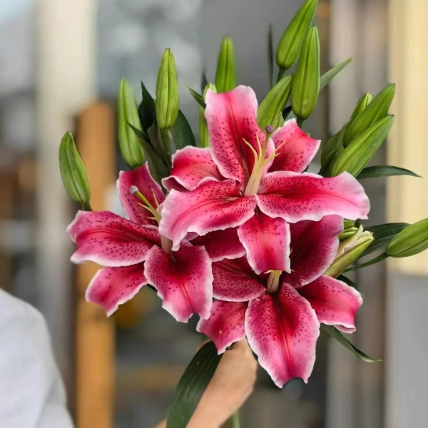 春季百合种球黑美人香水百合14/16进口一代百合种球