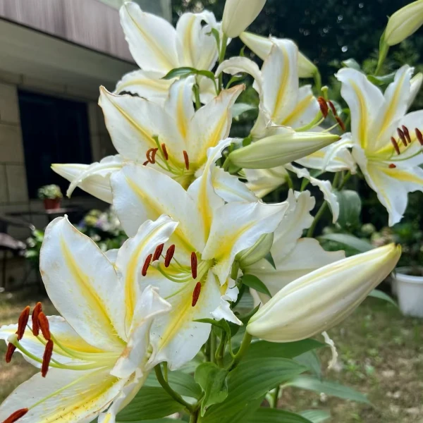 蓝天《巴菲拉香水百合》四季可种百合花球1颗 12/14庭院盆栽