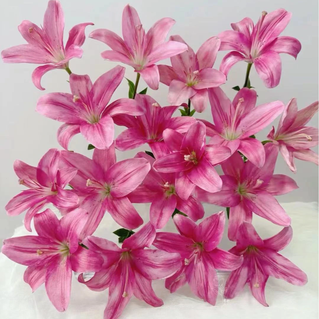 【初恋百合】盆栽新手小白养护简单 室内室外阳台地栽 浓香鲜切花