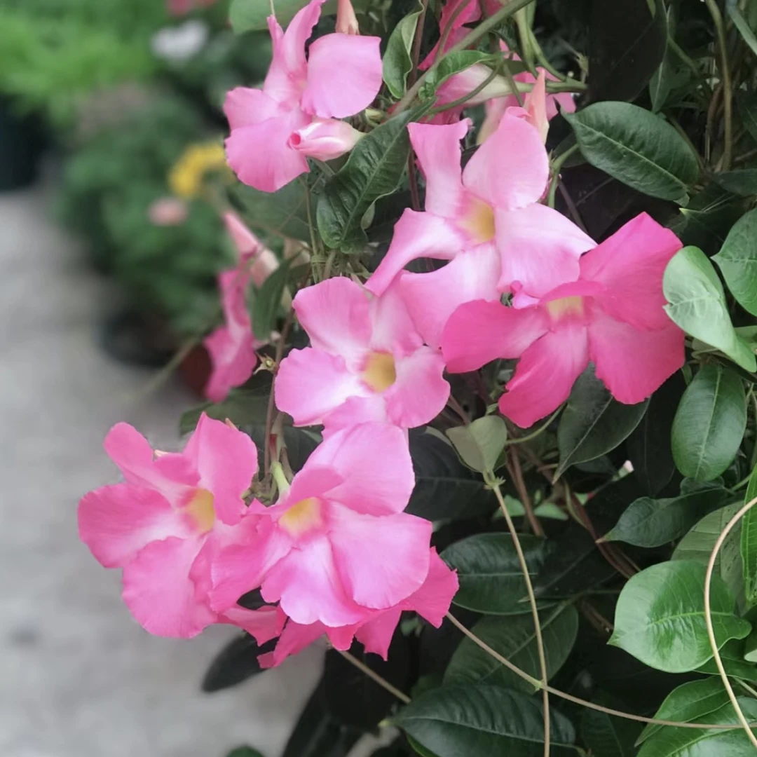 飘香藤粉色 花盆栽庭院阳台新手易养护