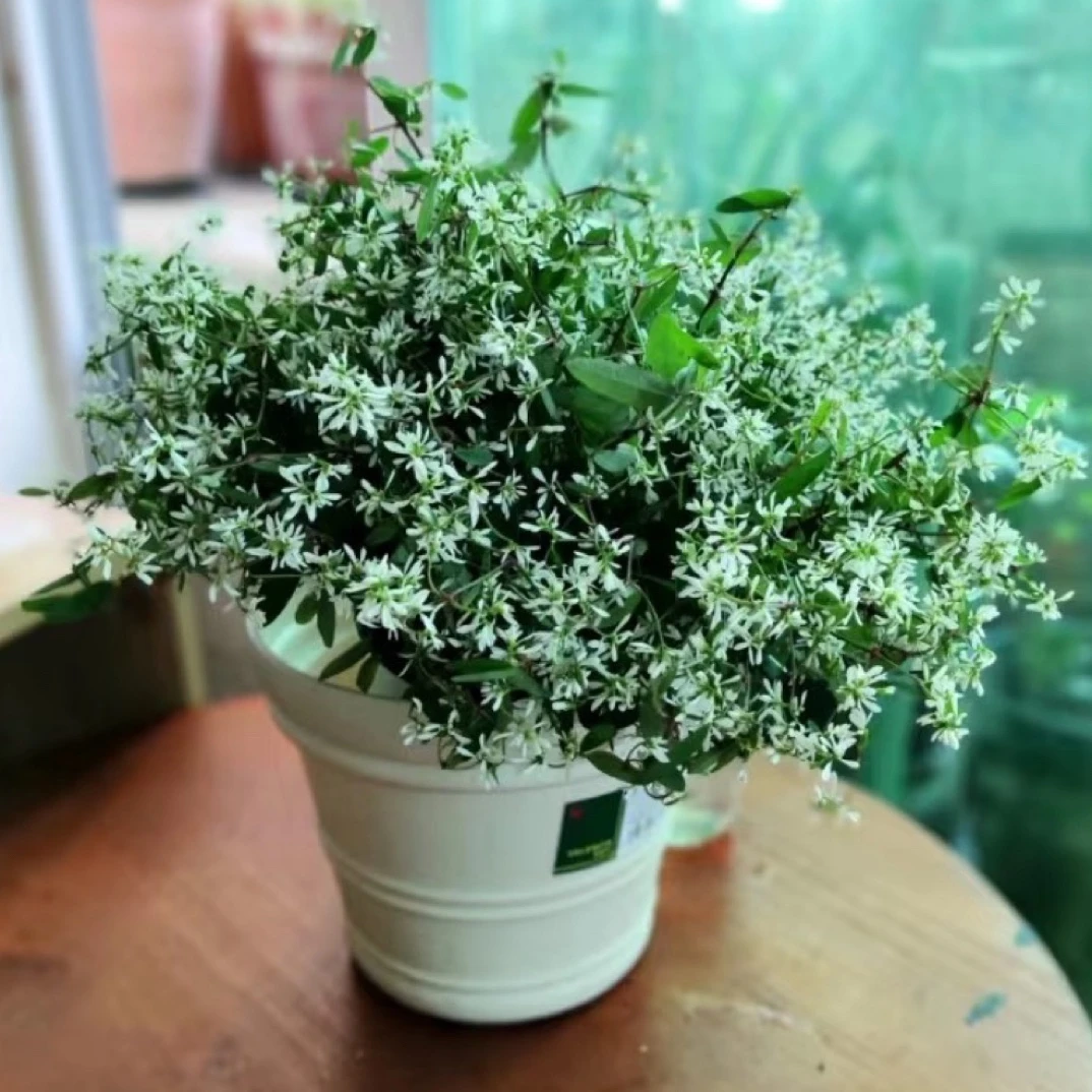 飘雪禾叶大戟圣诞白雪（爆花神器）耐热开花植物盆栽花卉网红绿植