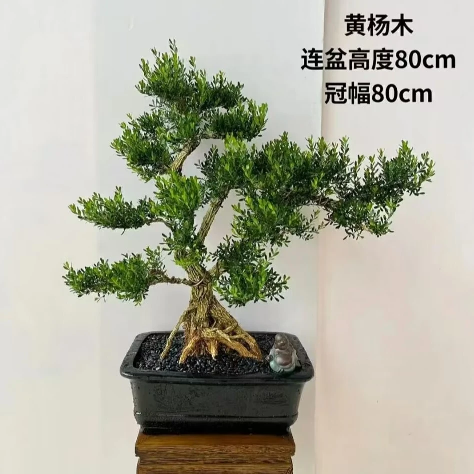 重庆优质火刺、黄杨各种花卉绿植鲜花   绿色美观正宗庭院植物