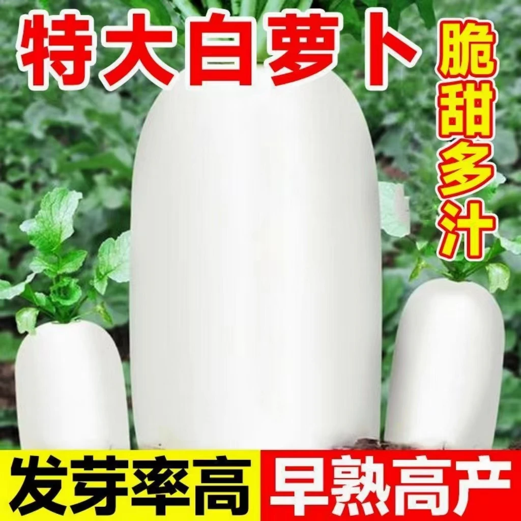 九斤王萝卜种子白萝卜种籽蔬菜种子不空心春不老种子特大盆栽地栽