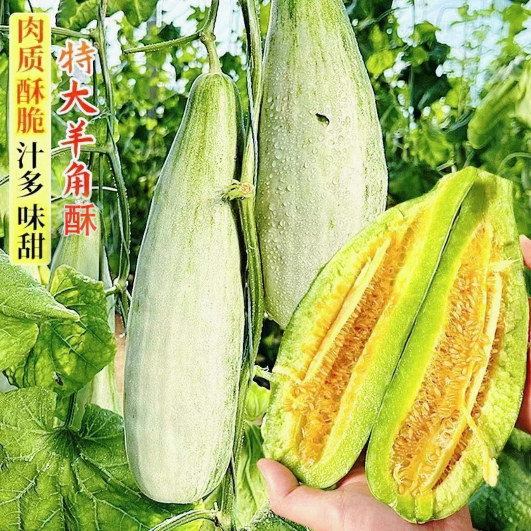 羊角酥甜瓜种子蔬菜四季水果种子高产绿宝石瓜种子甜脆种子羊角酥