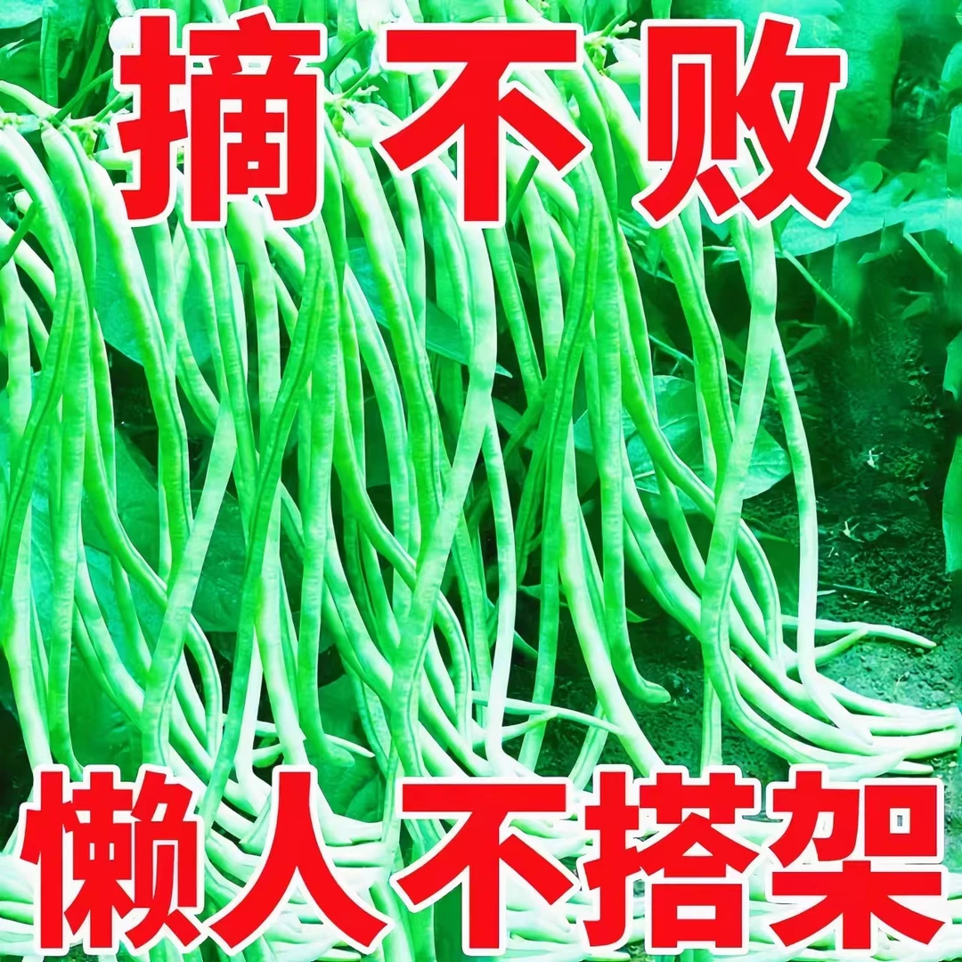 摘不败无架长豆角种子不用搭架子的高产长豇豆蔬菜种籽四季生播种