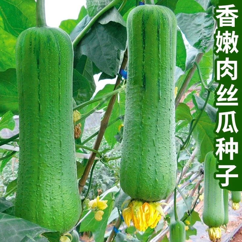 高产特大肉丝瓜种春夏秋季特长丝瓜籽农家庭院爬藤种子蔬菜菜种子
