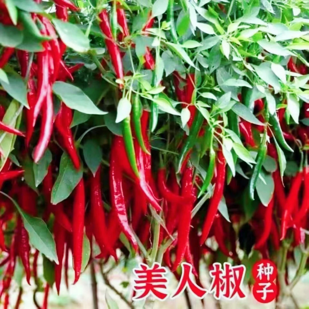 美人椒种籽辣椒蔬菜种子辣椒高产农家院菜园阳台种植抗病辣椒种子