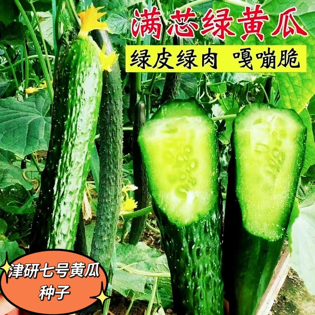 黄瓜种子高产春夏秋季耐热绿瓢密刺黄瓜种子庭院四季阳台蔬菜种孑