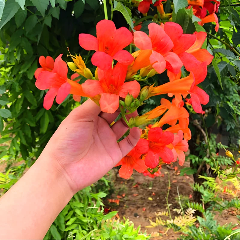 美国凌霄浓香特大花南北方种植爬藤攀援好养的四季开花庭院植物