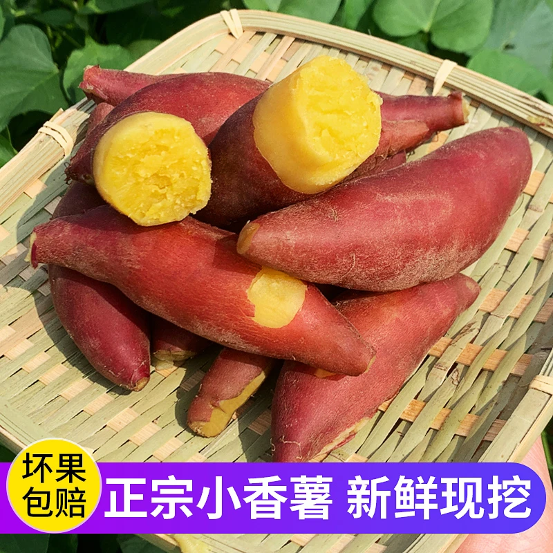 【洪果儿臻选】5斤天目山小香薯临安新鲜现挖正宗本地顺丰包邮