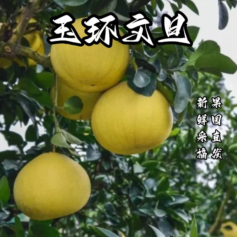 【文旦柚】浙江台州玉环高山种植特产当季新鲜多汁水润饱满水果dr