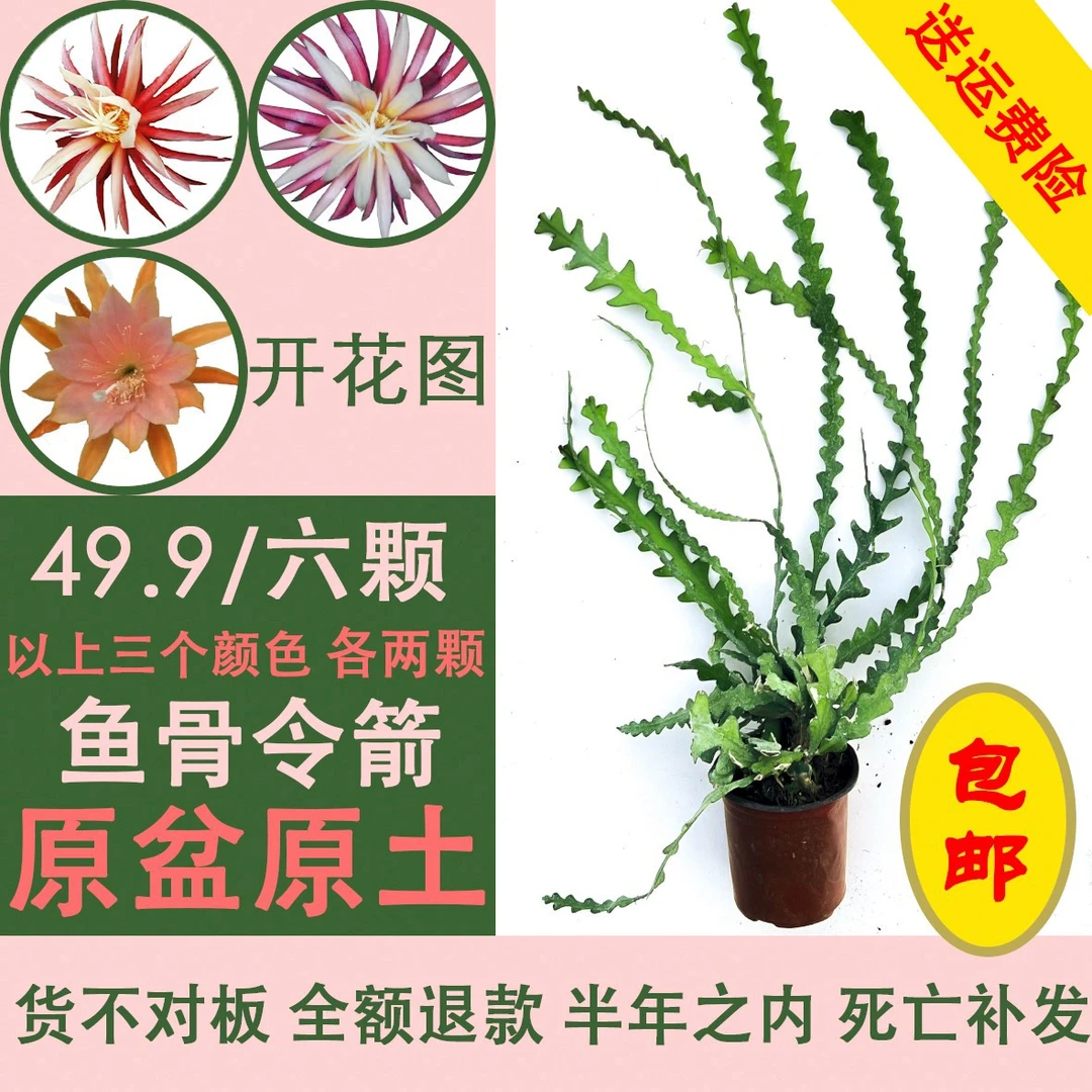 鱼骨令箭荷花锯齿昙花室内绿植开花盆好养开花盆栽仙人掌多肉香味