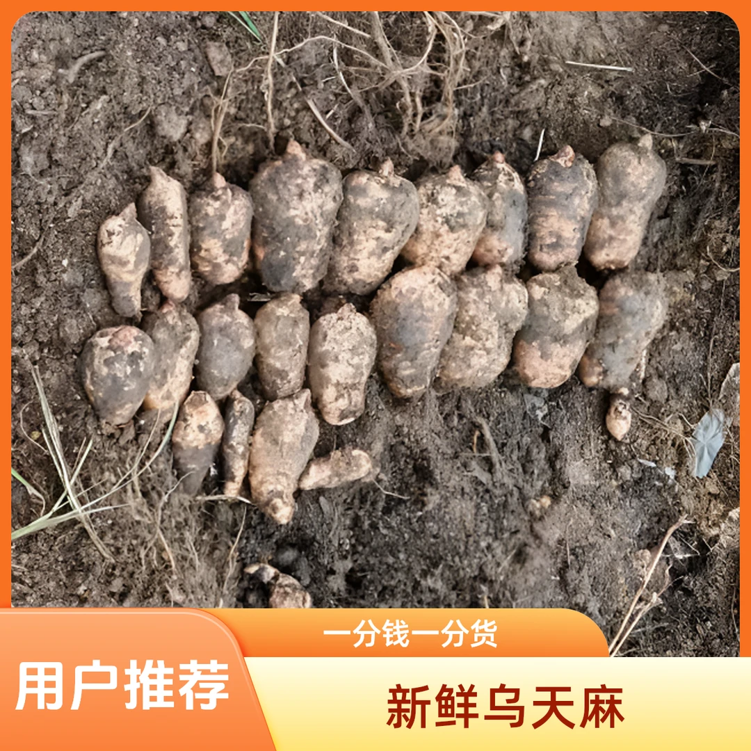 正宗高山【新鲜乌天麻】云南湿麻昭通生天麻野外种植生天麻煲汤泡酒