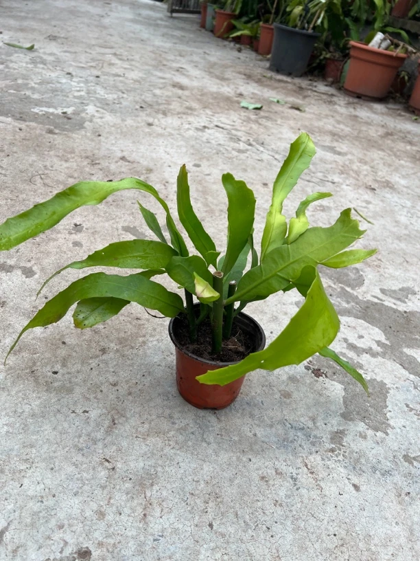 大叶昙花带笋芽苗，中等福利苗一盆