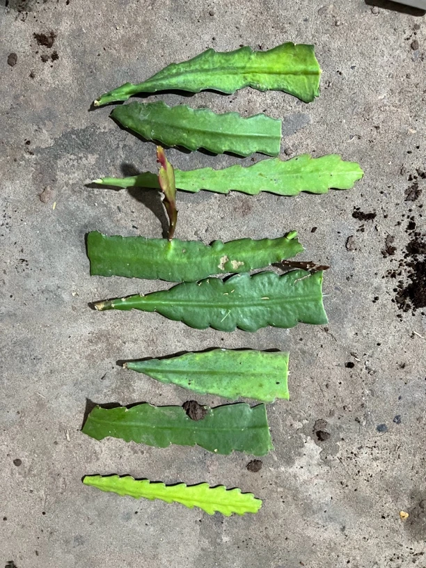 混色令箭荷花扦插老叶片，各种品种都有，8个叶子（老叶有瑕疵）