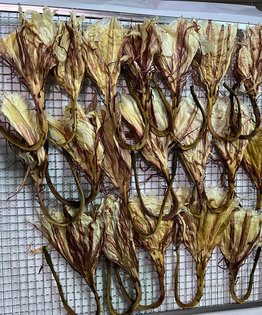 昙花干花,两罐30朵,