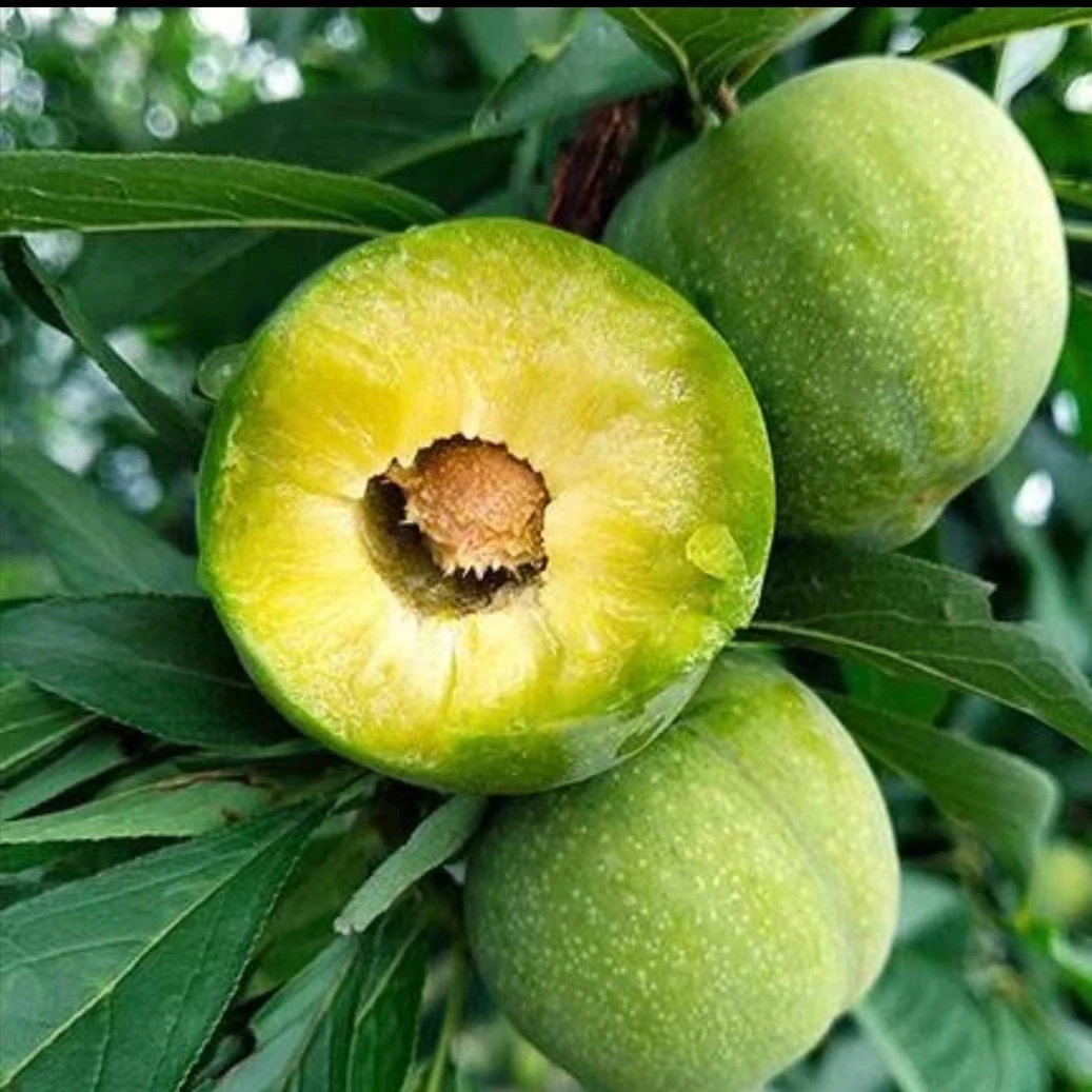 四川脱骨李青脆李树苗7月份成熟南北方种植盆栽地栽果树苗西梅